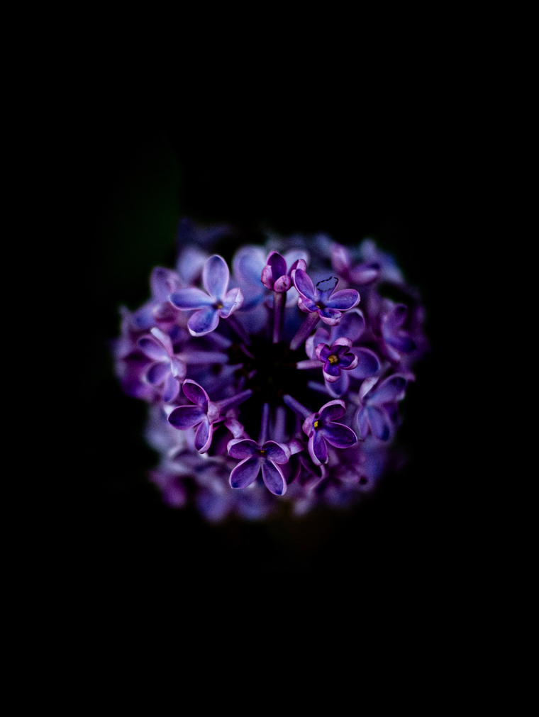 Jelly cover image