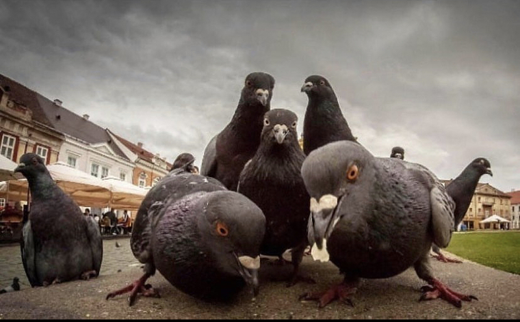 King Pigeon cover image