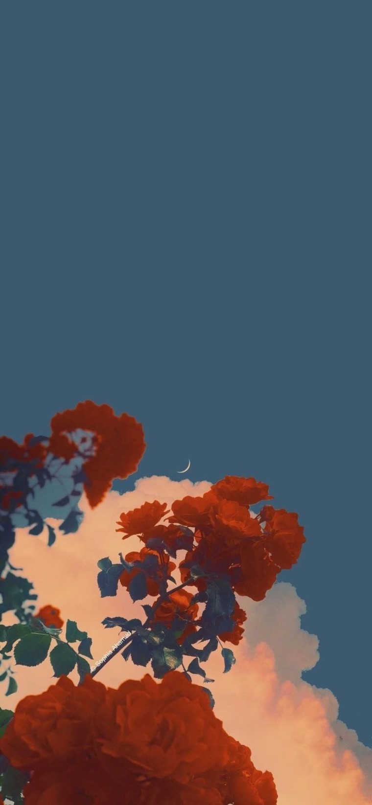 Kaisa⚘ cover image