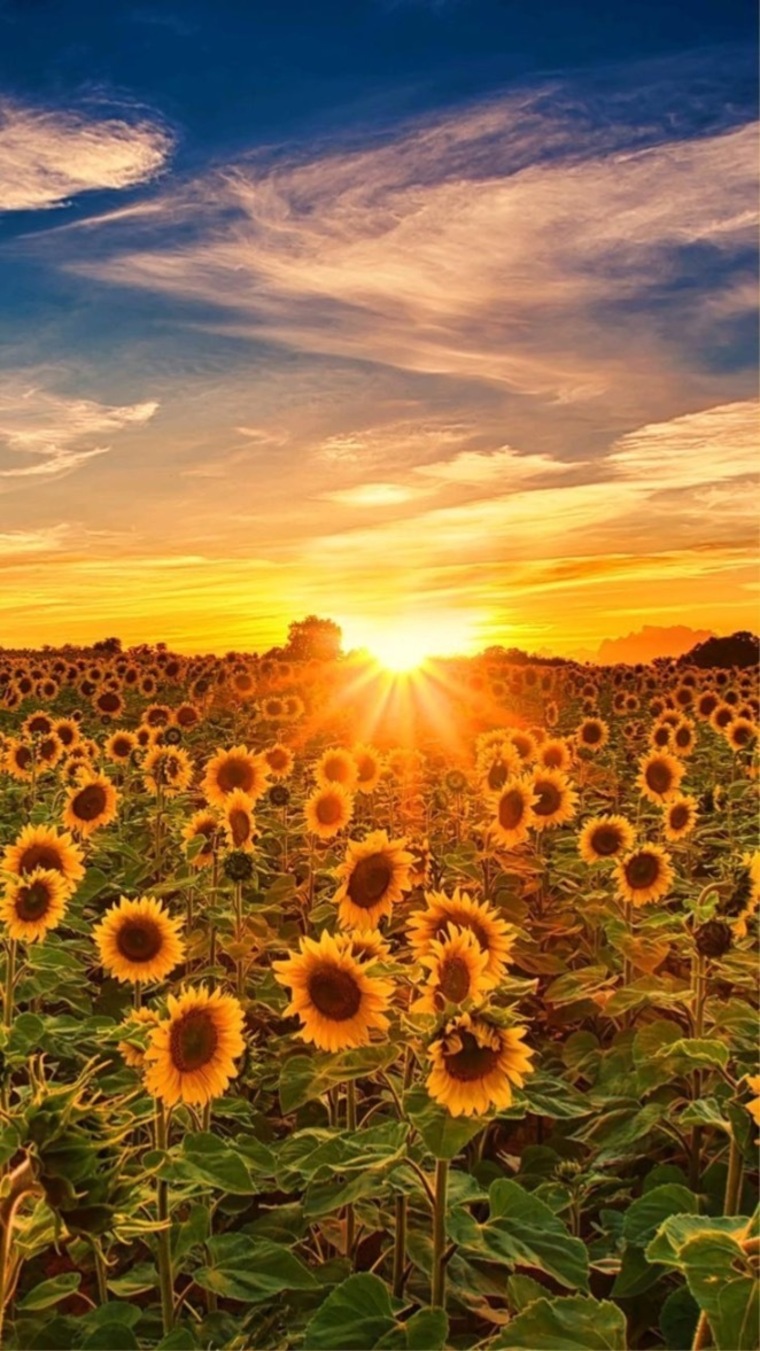 Chels 🌻 banner image