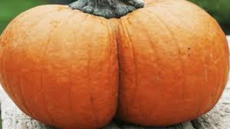 Katherine PumpkinButt cover image