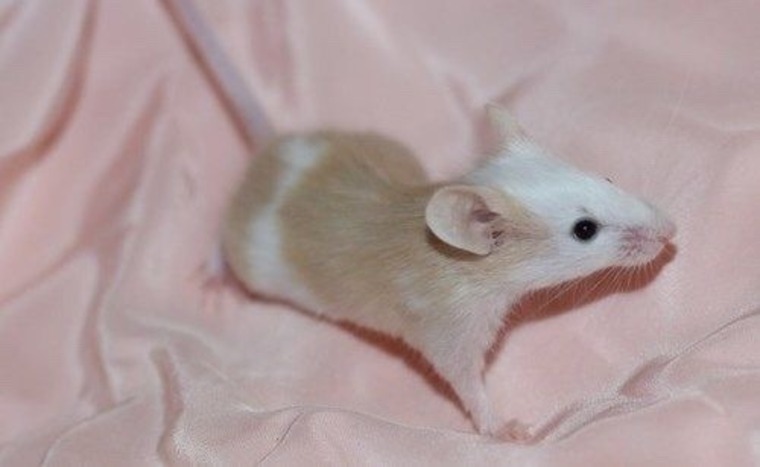 rat🔪 cover image