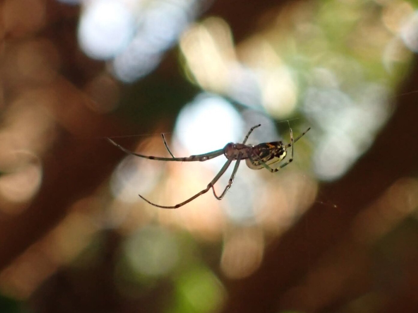 Carrion banner image
