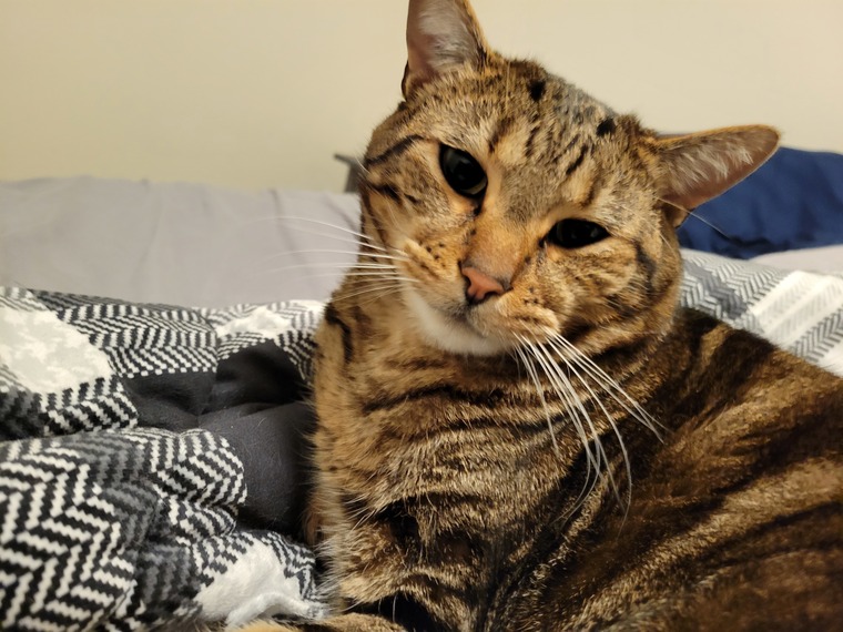 Kevin The Cat cover image
