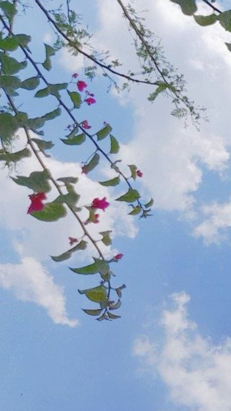 Lexi banner image