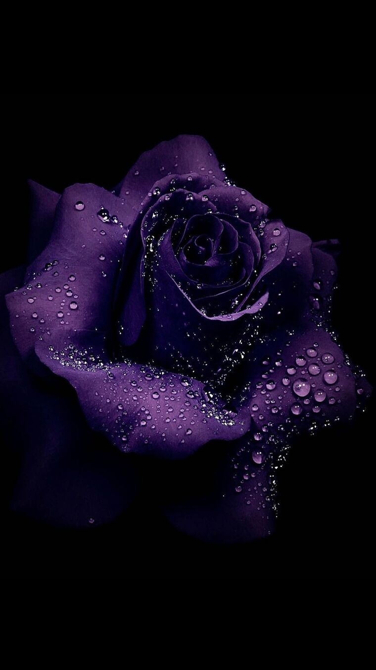 Violet Rose banner image