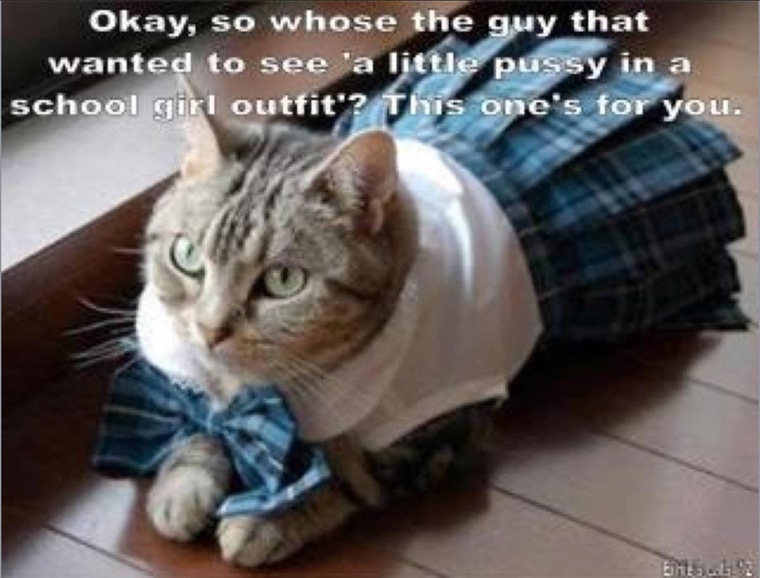 Sexy Kitten cover image