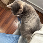 Kitticonneixxx avatar