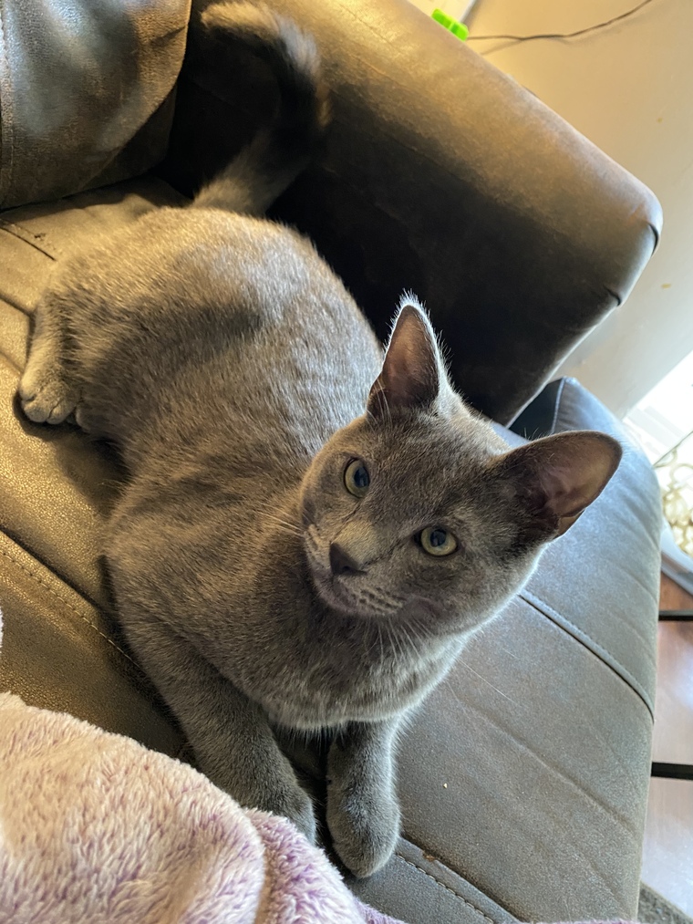 KittiesAndTitties banner image
