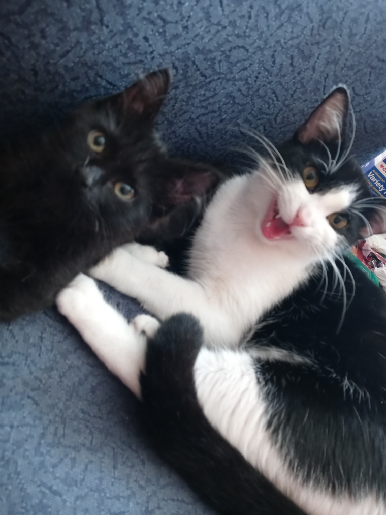 That One Cat Lady cover image