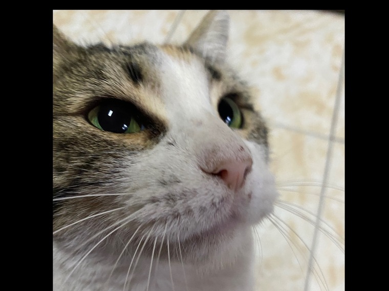 kittyswath cover image