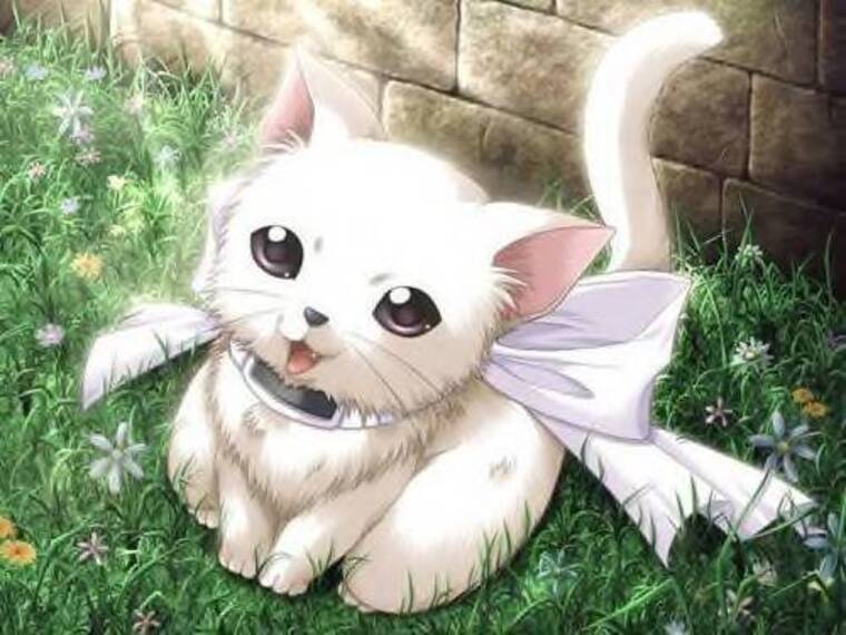Kitty ๐ฑ๐ธ cover image