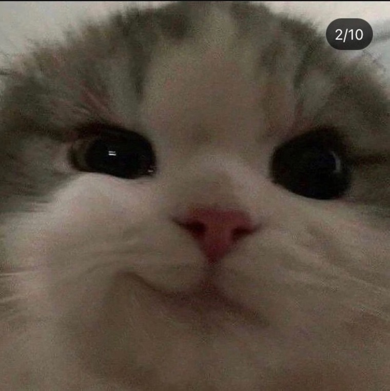 KittyKate cover image