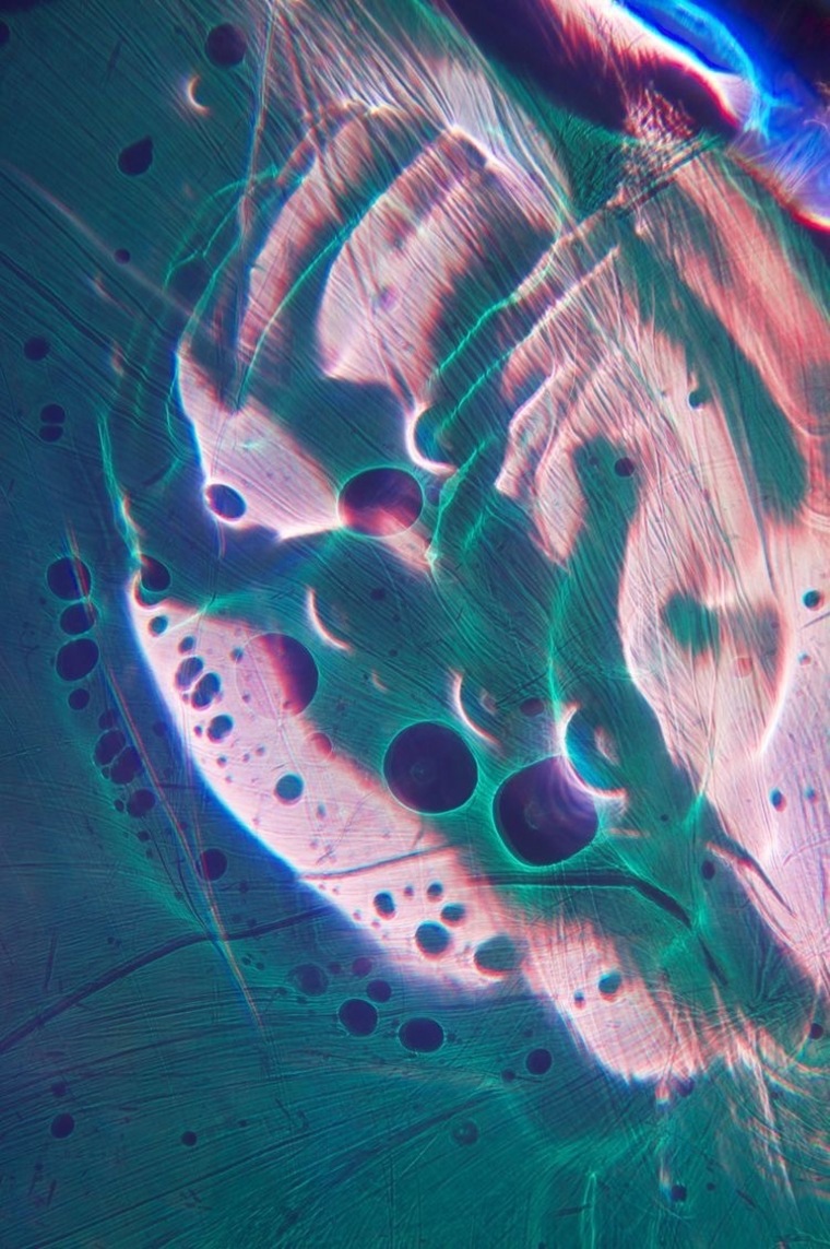 Maya* banner image
