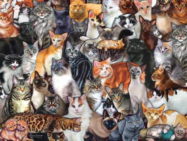 OnlyCats banner image