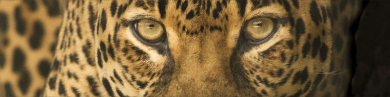 kittycat.KC cover image