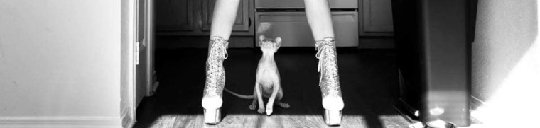 KittyKorruption banner image