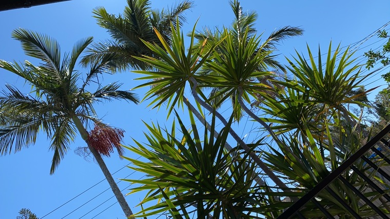 Kleez banner image