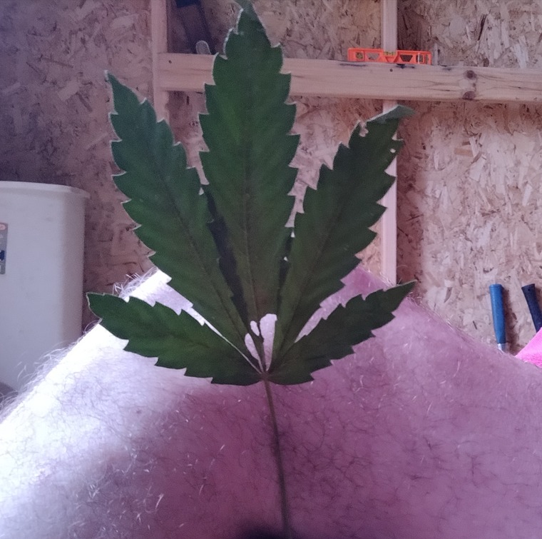 KneeCap420 cover image