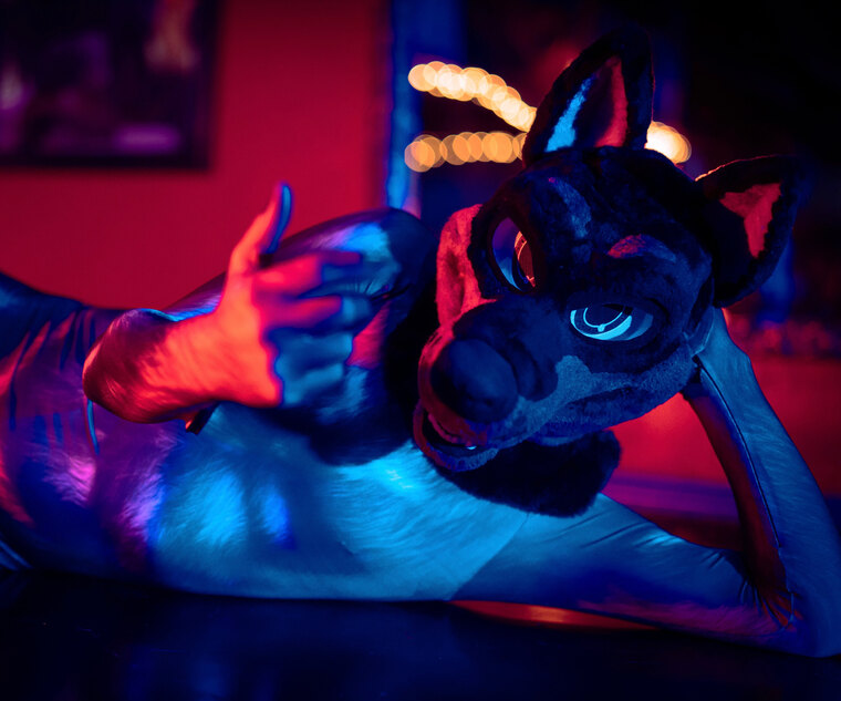 Koda Pup banner image