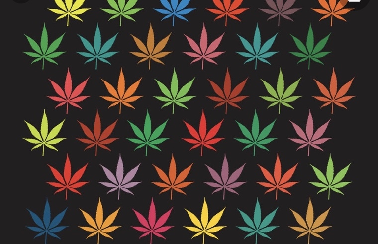 kushbaby banner image
