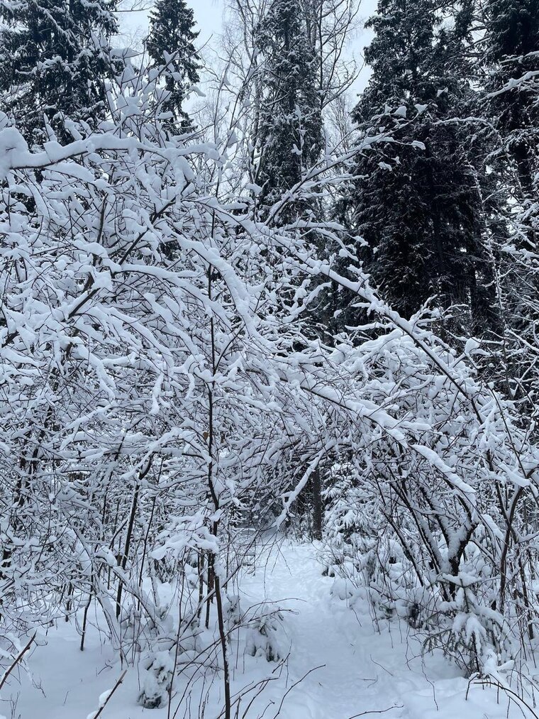nieve cover image