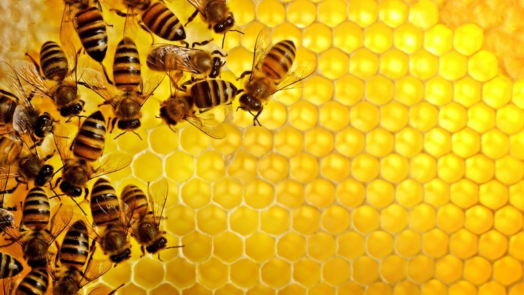 honey bee cover image