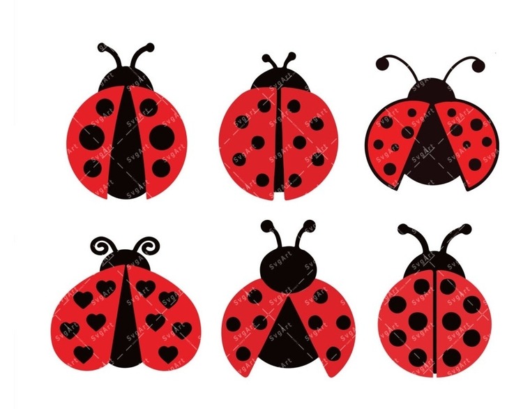 Ladybug 🐞 cover image