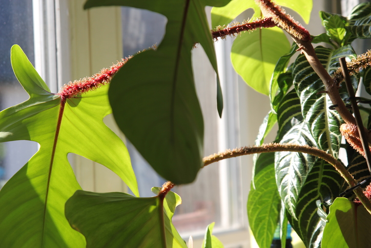 Lady Monstrera banner image