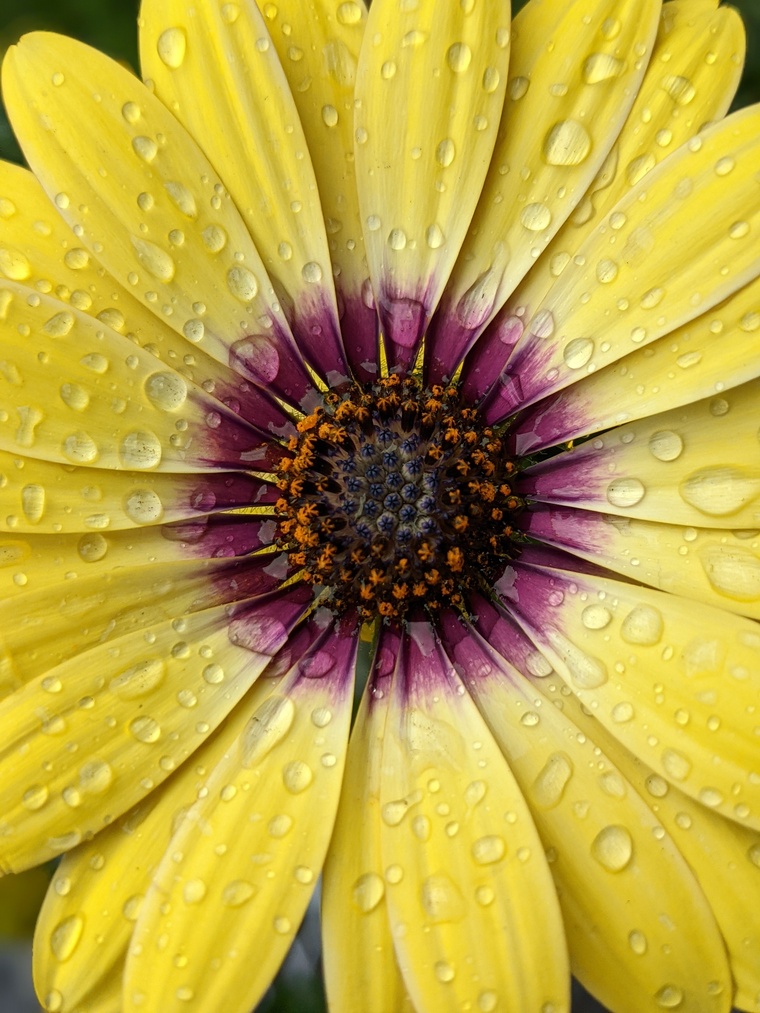 Lady Lavender cover image