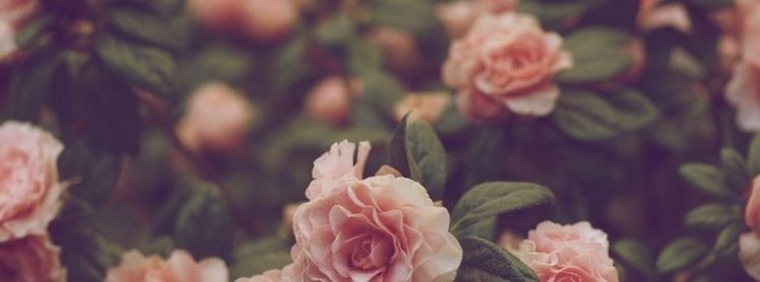 Laura Brenes banner image