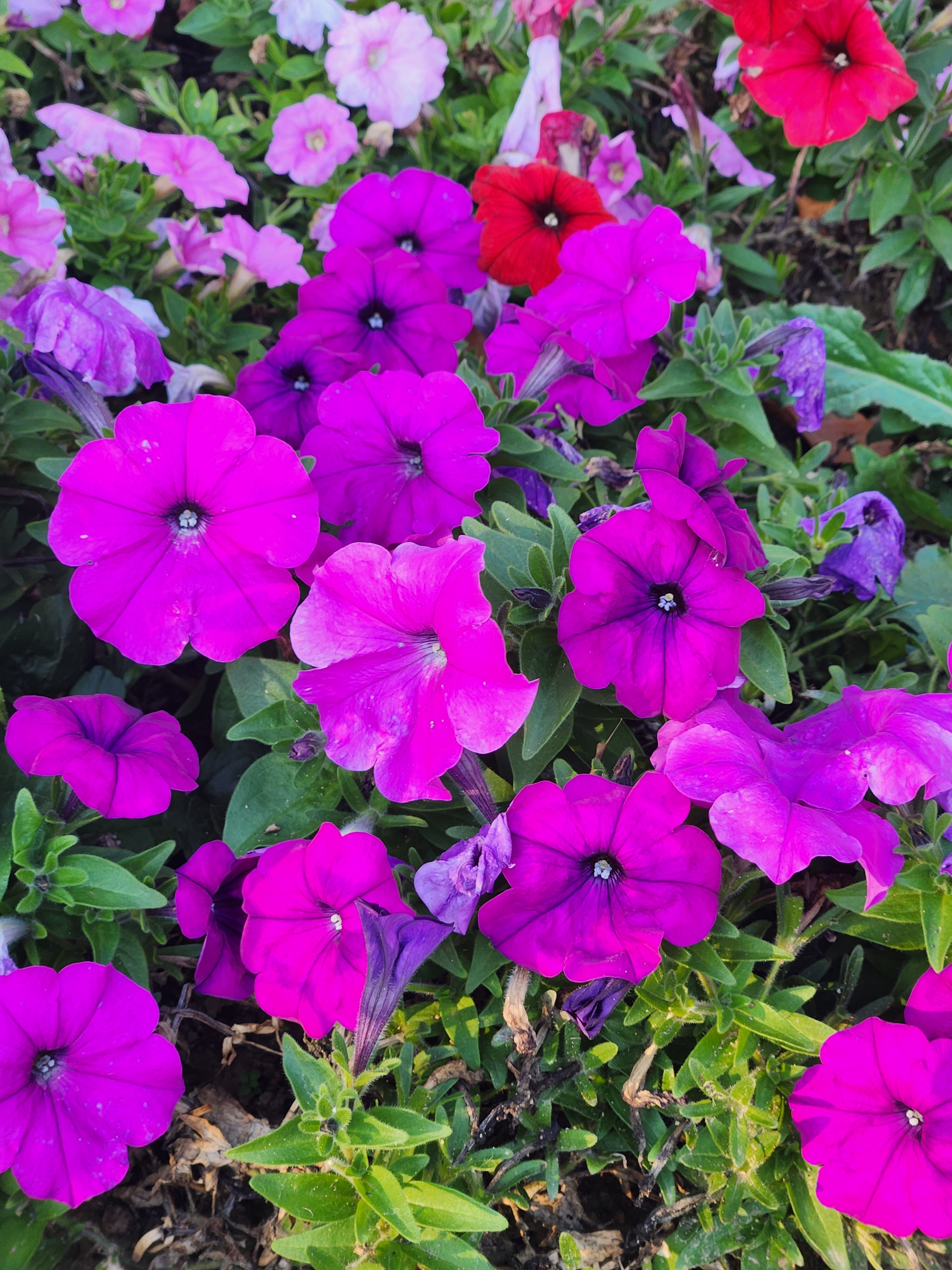 Mayree 💜 banner image
