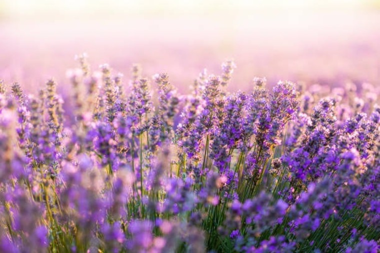 Lavender banner image