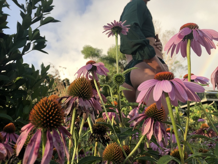lavender lovely cover image