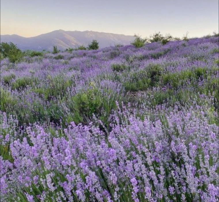 Lavender Bunny cover image