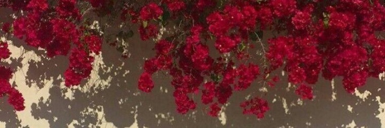 Leia Torm 🍒 cover image