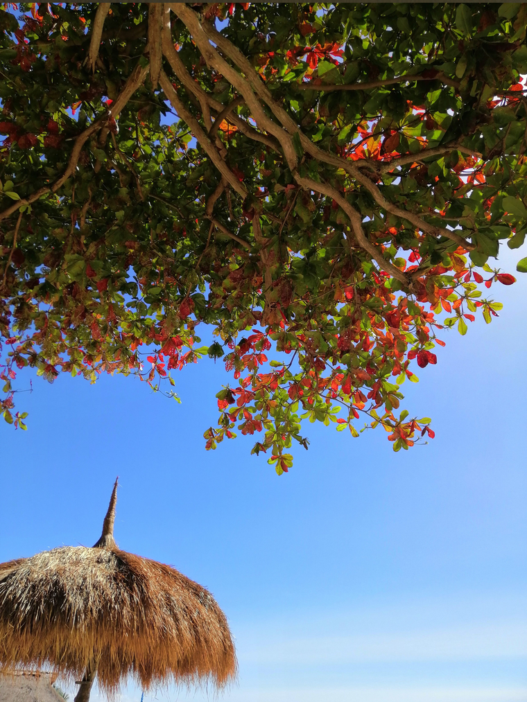 Saphiré cover image