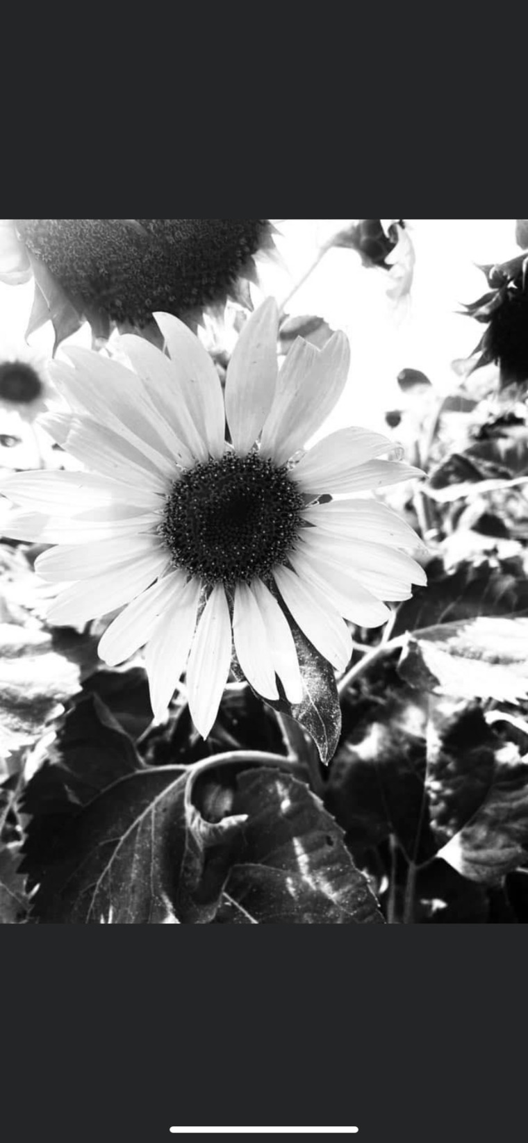 Britanie Allen banner image