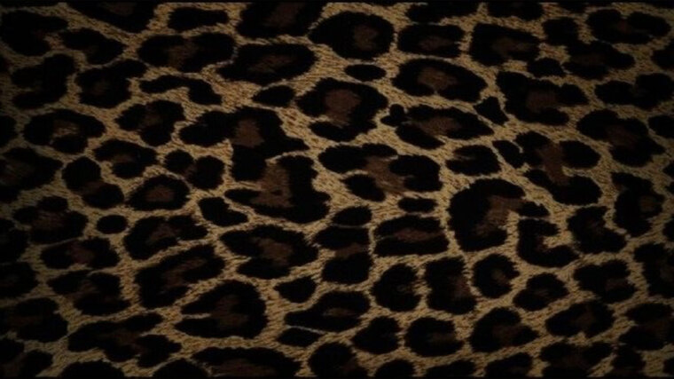 LeonaLionheart🦁 banner image