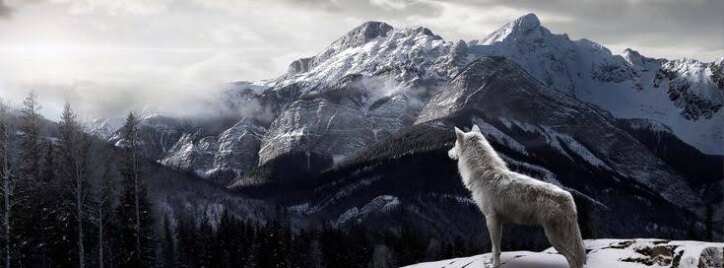 Leo Wolf banner image