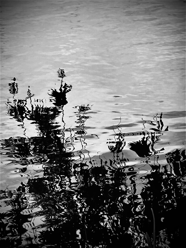Lesely cover image
