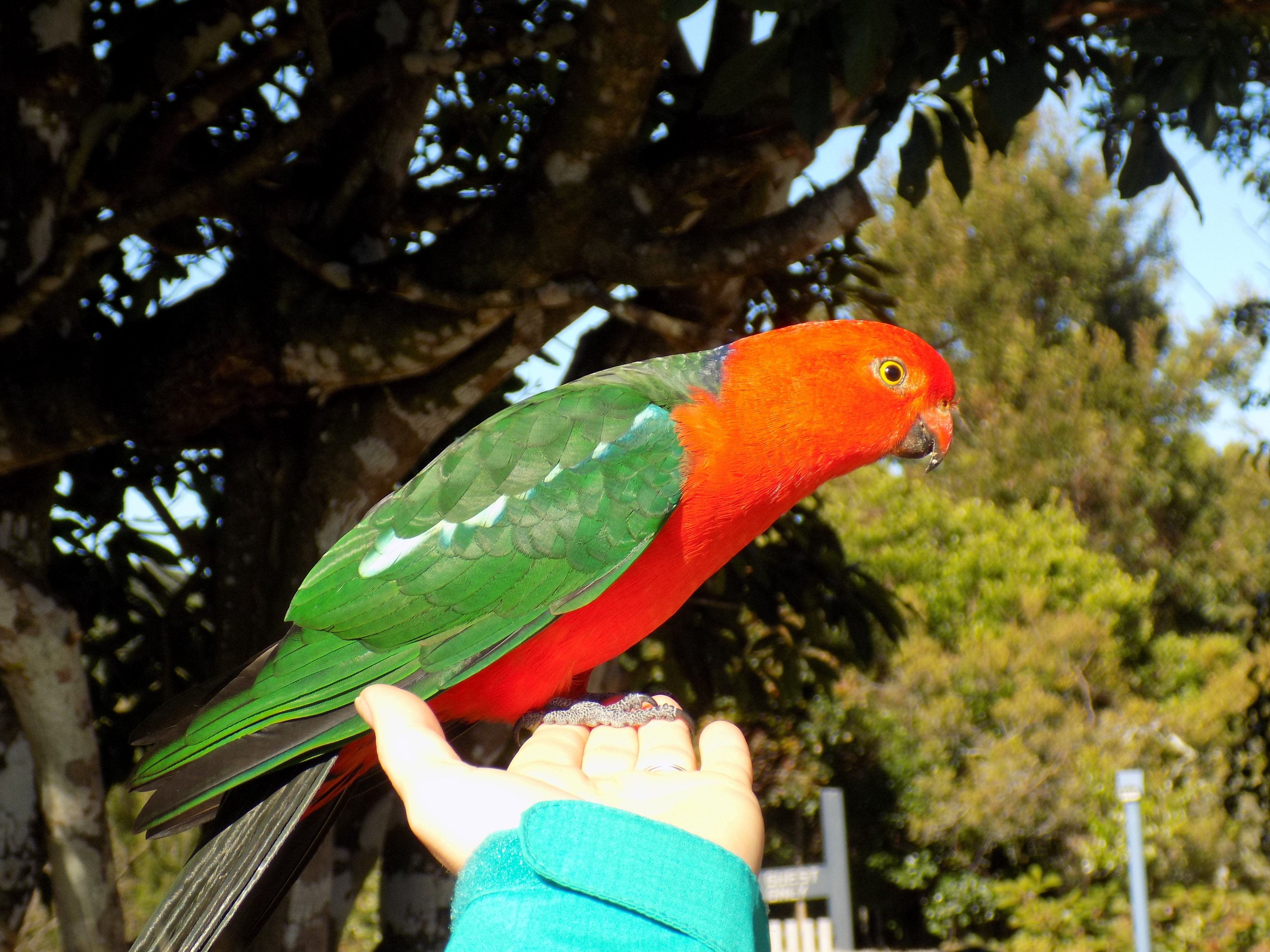 Bella Clava banner image
