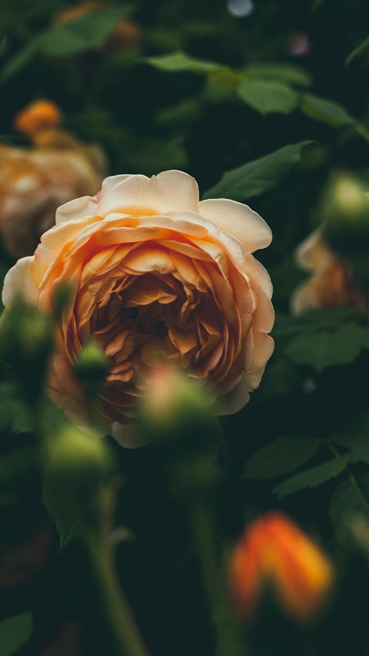 Pink lips banner image