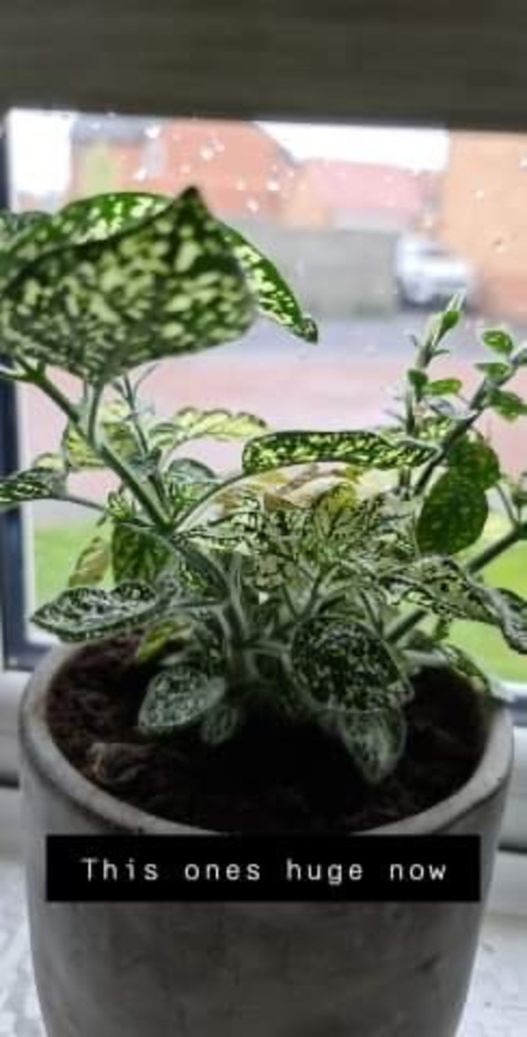 Lickmyleaf cover image