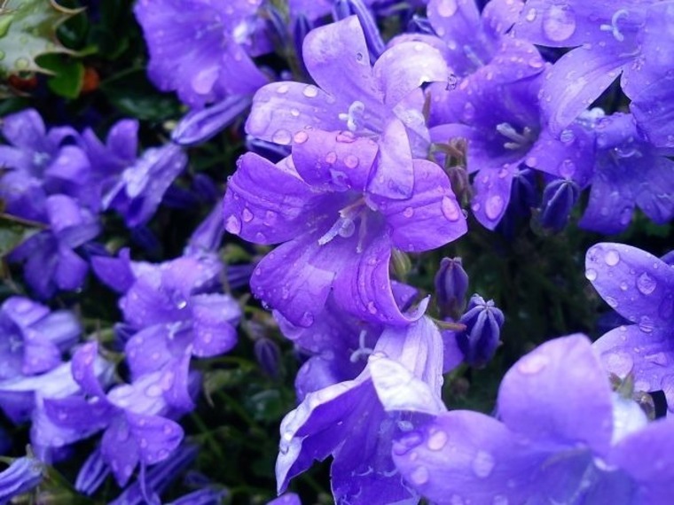 LilacShona cover image