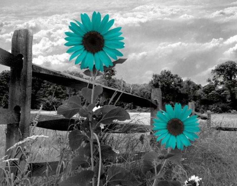 LilBelle🌻 cover image
