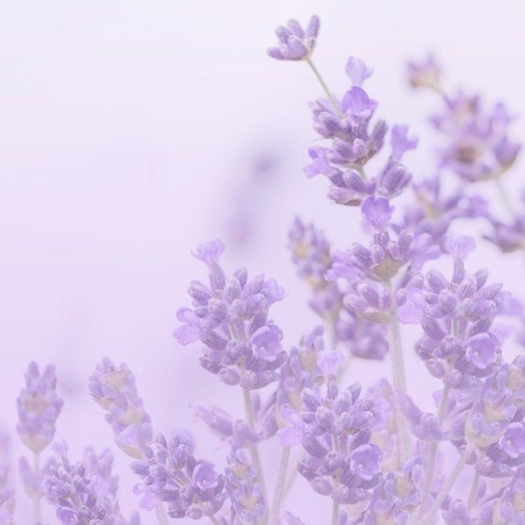 🌸💖Lilac💖🌸 cover image