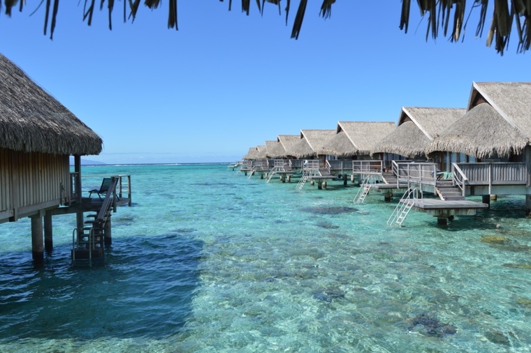 Tropical Tease banner image