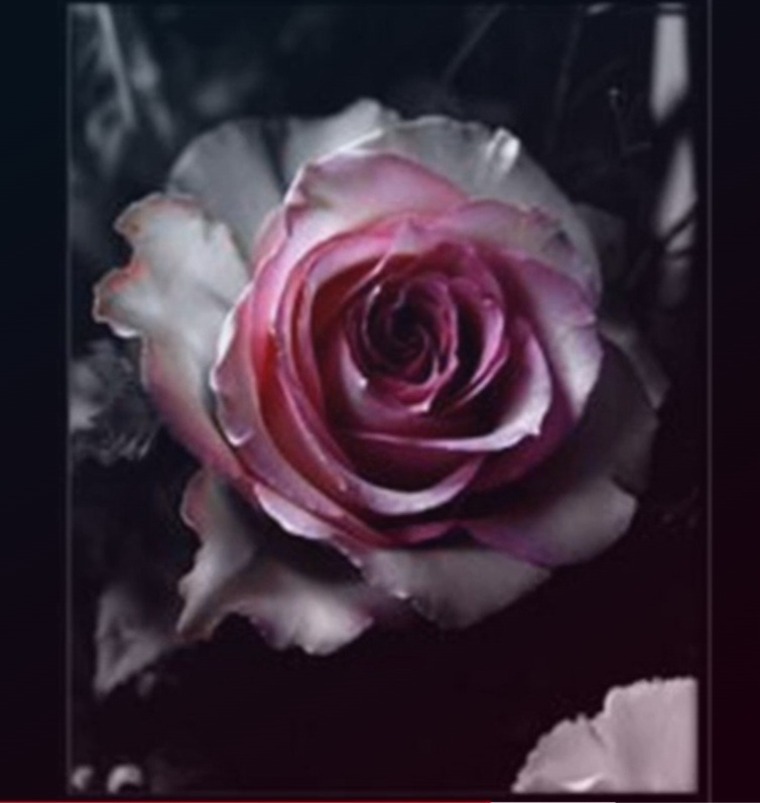 Jennifer banner image