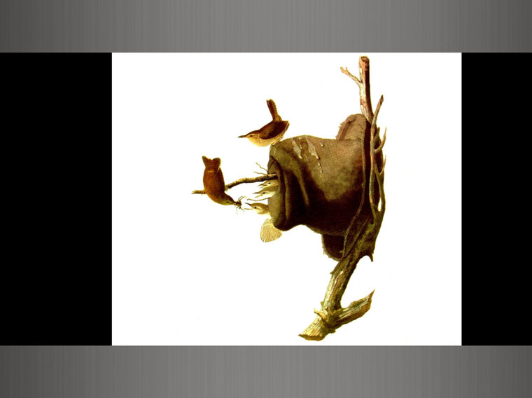 Lill Wren banner image